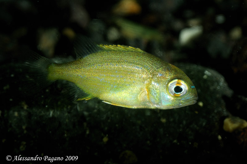 juvenile Chromis chromis